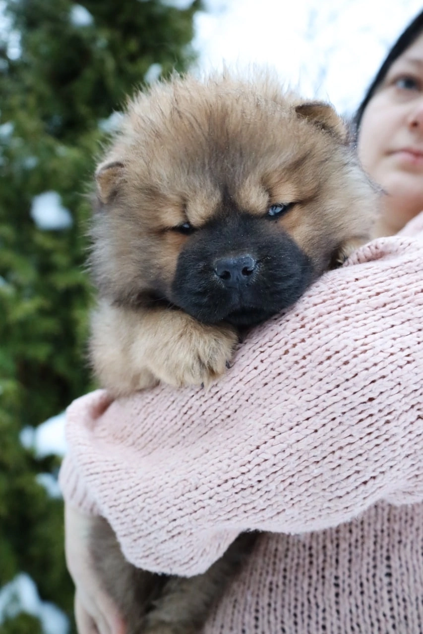 Зевс&nbsp;